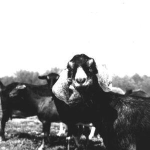 05_19_1975_Harry_White_Frosty_Nubians_Breed_website___Copy-754