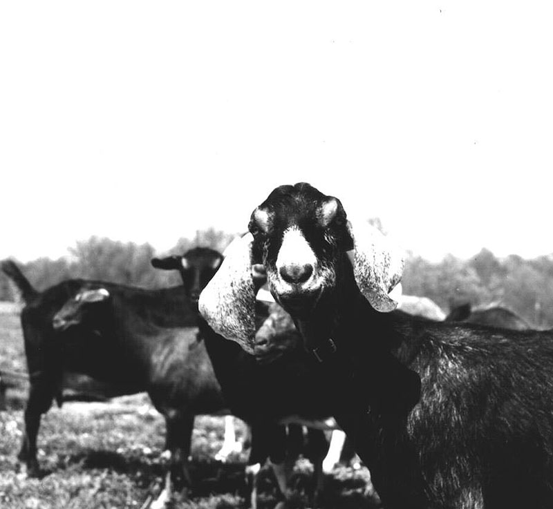 May 19, 1975
At the Harry White Dairy Goat Farm
Frosty Nubians Breed
Photo ID#: A351