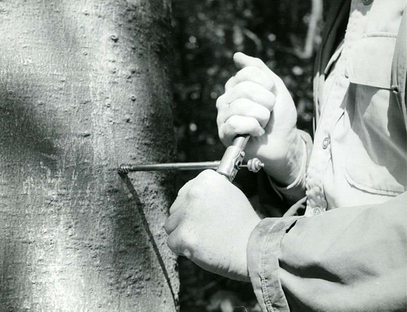 05_23_1958_Forester_James_Lenox_as_he_takes_an_increment_boring_to_determine_growth_rates_website-3852