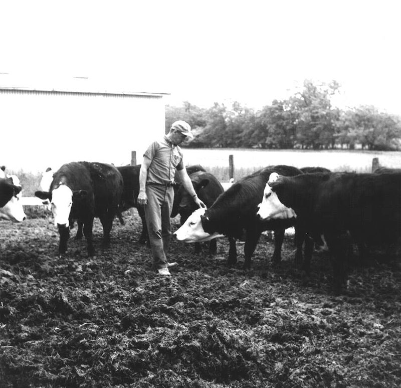 May 29, 1975
Ivan Ulmer's beef cattle
Photo ID#: A356