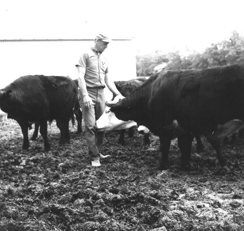 May 29, 1975
Ivan Ulmer's beef cattle
Photo ID#: A358