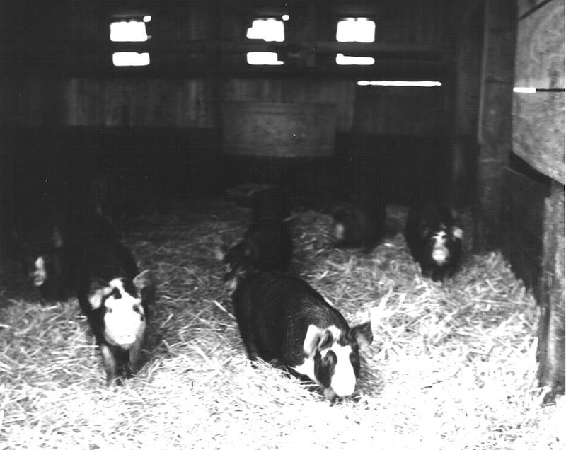 May 29, 1975
Ivan Ulmer's hogs
Photo ID#: A359