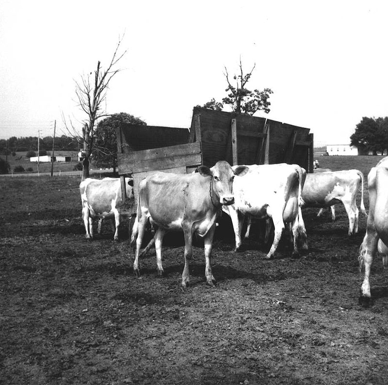 May 29, 1975
Jay Rinehart Farm
Photo ID#: A362