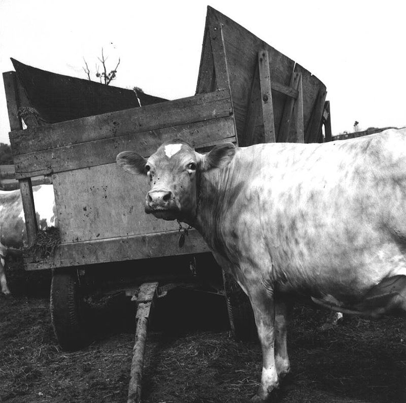 May 29, 1975
Jay Rinehart Farm
Photo ID#: A363