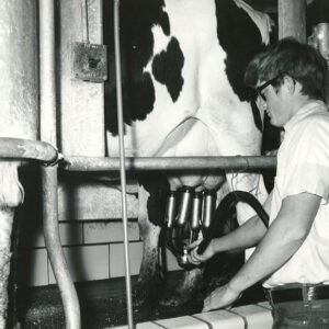 05_31_1974_Clark_Swank_is_shown_as_he_milked_the_dairy_cattle_at_the_Swank_Farm._The_present_herd_totals_160_head_website___Copy-770