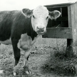 05_31_1975_New_salt_box.__Say__this_is_good_salt_from_the_new_box__website___Copy-774
