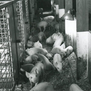 06_00_1979_Jeff_VanLoon__Shelby_OH._Yorkshire_and_Landrace_Cross_piglets_in_clean_efficient_house_website___Copy-775