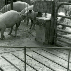 06_00_1987_Terry_Koehheiser_Farms.Slotted_floor_cover_over_outside_manure_storage_facility_website-414