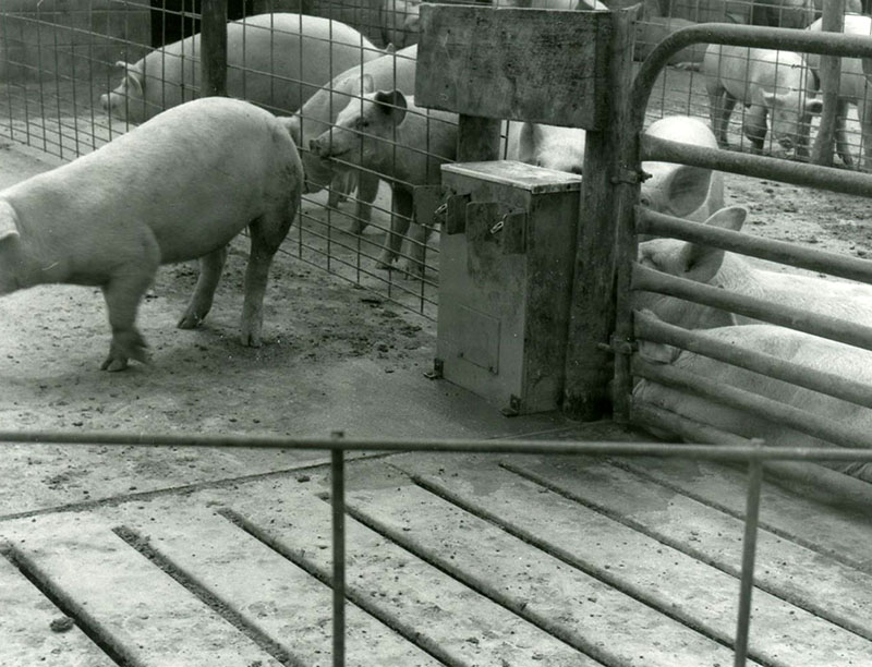 June 1987 
Terry Koechheiser Farms
Floor cover over outside manure storage facility
Photo ID#: A21