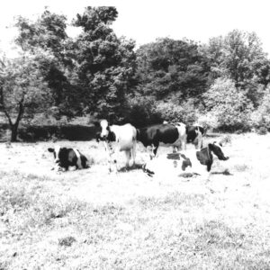 06_01_1973_Eichelberger_Farm_website___Copy-776