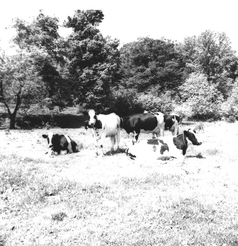 June 1, 1973
Eichelberger Farm
Photo ID#: A373