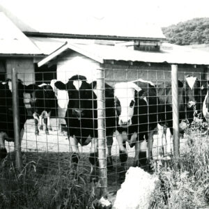 06_03_1974_Feeder_cattle_as_seen_at_the_Cyrus___Donald_Reeder_Farm_near_Butler._250_young_Holstein_are_fed_out_of_this_operation_website-808