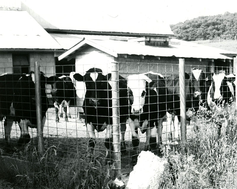 06_03_1974_Feeder_cattle_as_seen_at_the_Cyrus___Donald_Reeder_Farm_near