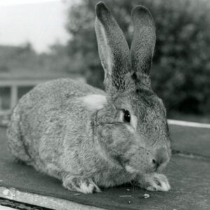 06_03_1975_At_Arthur_Schiefer_s_we_may_see_700_rabbits_of_22_breeds._Art_sells_rabbits_for_show_nearly_nationwide_website-809