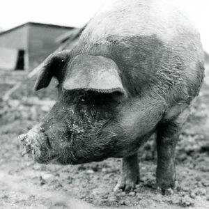 06_05_1973_A_young_sow_at_the_Emery_Grauer_Farm_near_Ganges._It_is_one_of_12_in_the_herd_website-813