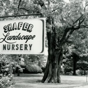 06_05_1975_The_Charles_Shafer_Nursery_produces_all_varieties_of_decidious_and_evergreen_trees___shrubs_0001-259
