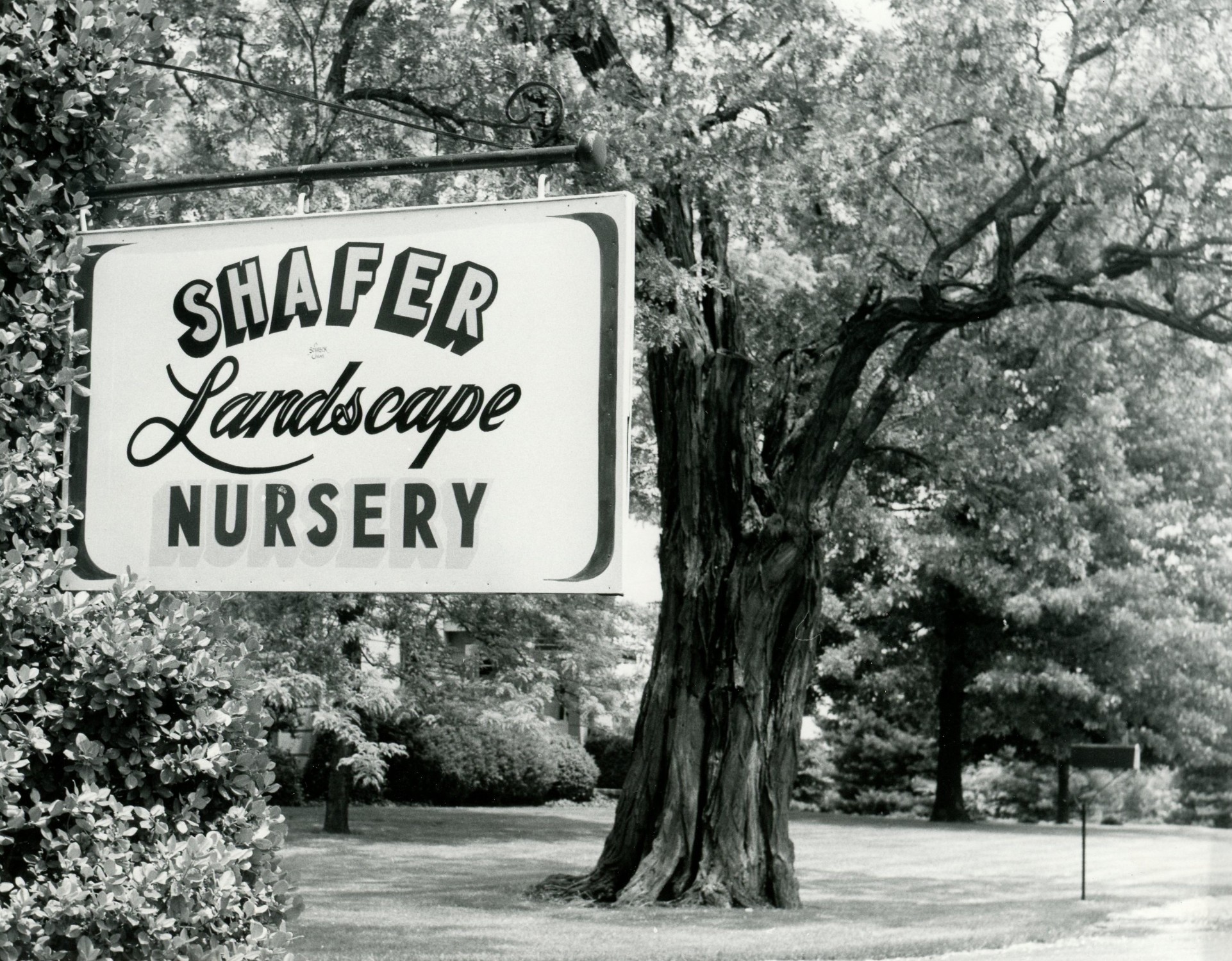 June 5, 1975
The Charles Shafer Nursery produces all varieties of decidious and evergreen trees & shrubs.
Photo ID#: N4