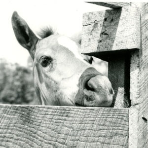 06_07_1974_Colt_Flicker_shown_at_the_Leedy_Gleason_Farm_near_Butler_website-816