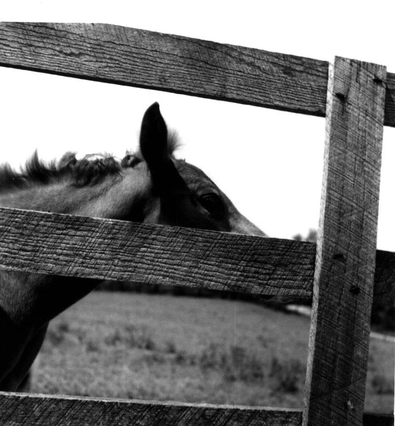 June 7, 1974
Colt, Flicka, at Leedy-Gleason Farm
Photo ID#: A385