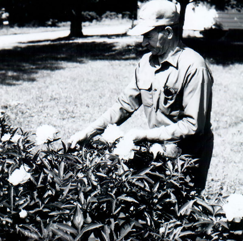 June 8, 1976
Alva Benninghoff
Peonies
Photo ID#: A885