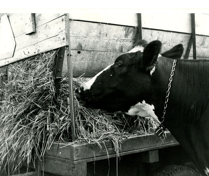 June 8, 1975
J. Fuhrer Farm. Green chop cow feed
Photo ID#:  A388