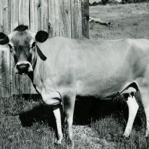 06_10_1972_A_top_producing_Jersey_dairy_cow._Britton_Farm__Noble_County_Ohio_website-820