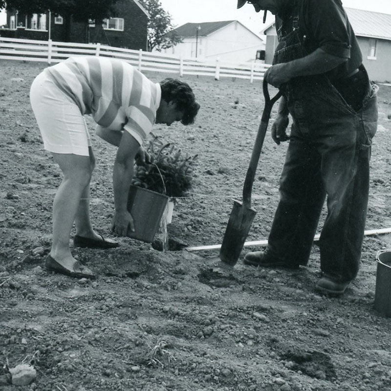 June 11, 1969
William and Doris Enderby, Windbreak
Photo ID#: S719