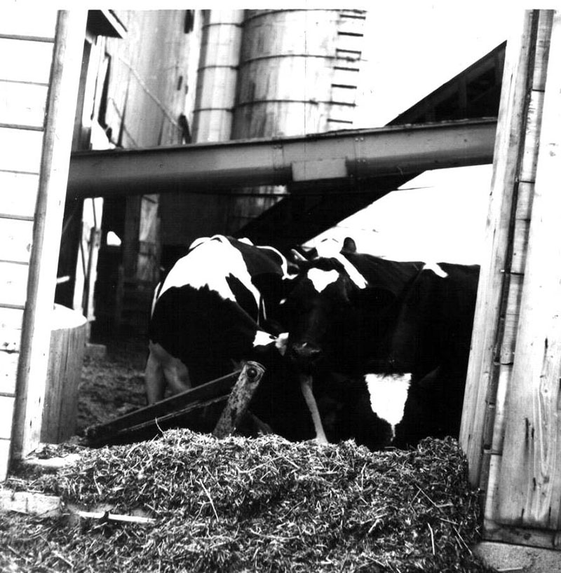 June 18, 1975
C. Oyster Farm
Photo ID#: A392