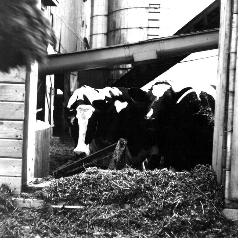 June 18, 1965
C. Oyster Farm
Photo ID# A393