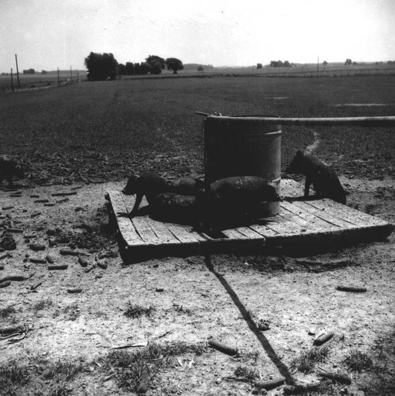 June 18, 1971
George Shoemaker  Farm
Photo ID#: A396