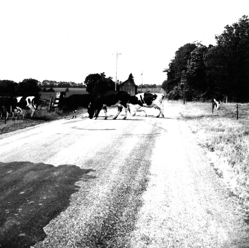 June 18, 1976
Richard Forbes Farm
Photo ID#: A397