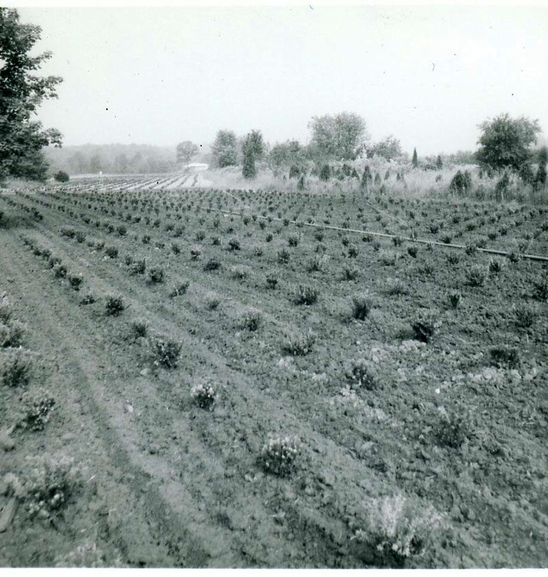 June 22, 1966
Wade and Gatton Nursery
Photo ID#: N11