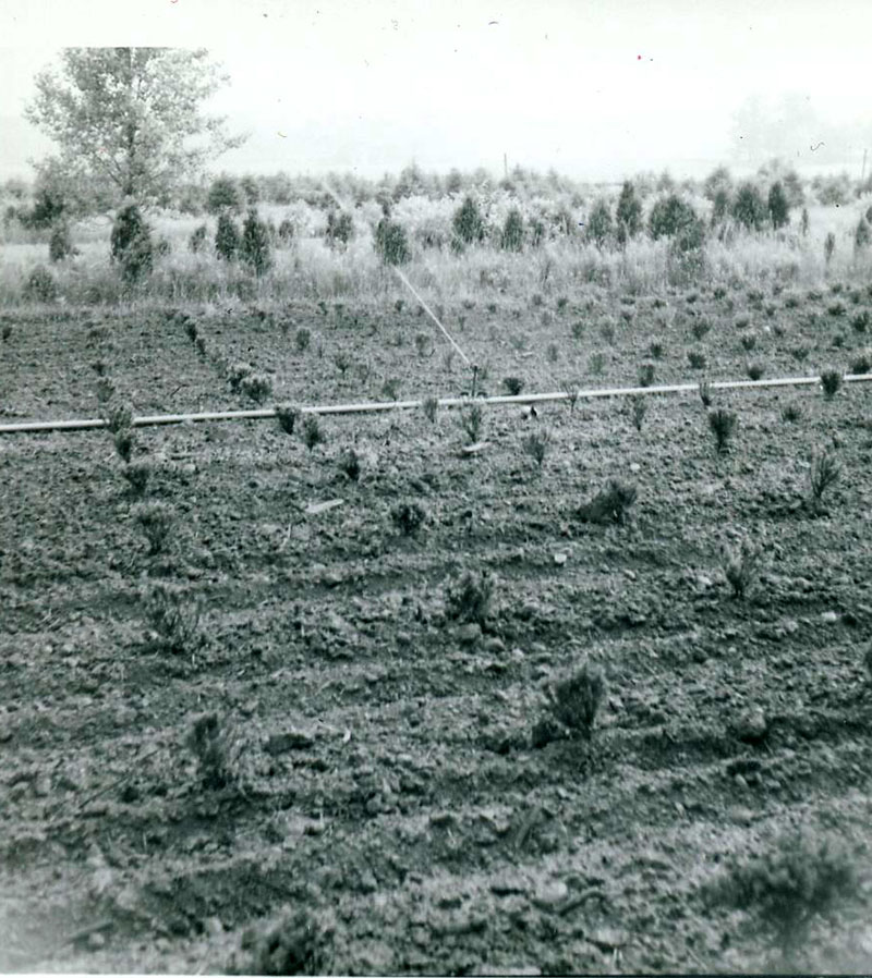 June 22, 1966
Wade and Gatton Nursery
Photo ID#: N12