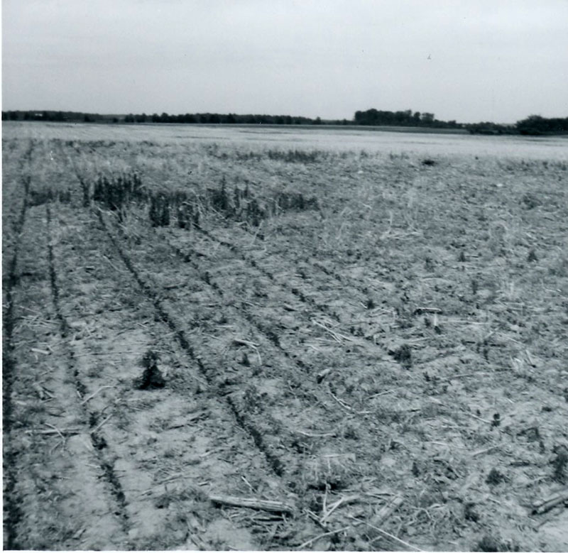 June 23, 1977
Jack Myers Farm: no-till
Photo ID#: A609