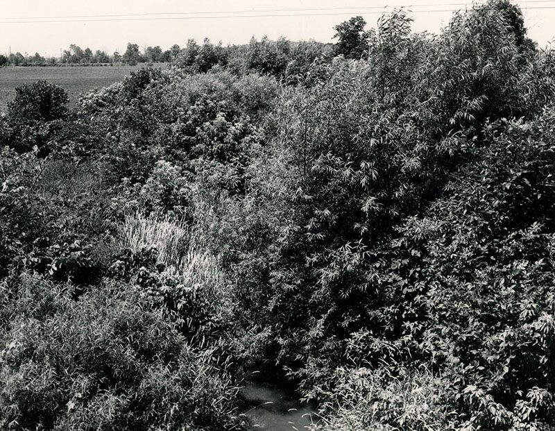 June 28, 1962
A scene of Marsh Run 2
Looking West from Sharp Road
Photo ID#: W77