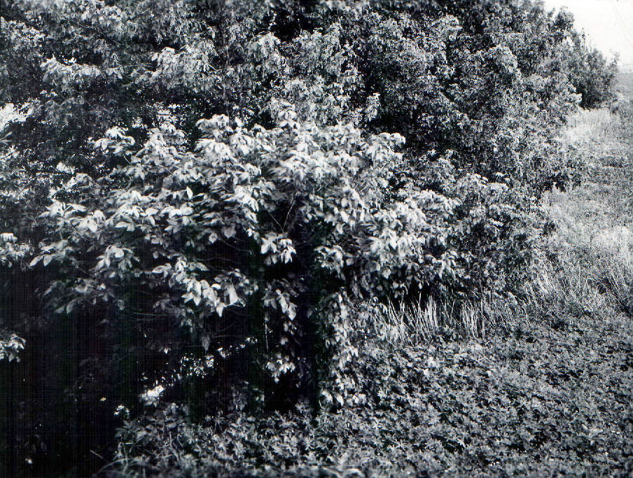 June 28, 1962
Marsh Run 2 Southeast from David Road bridge near Avon Clevinger Road
Photo ID#: W10