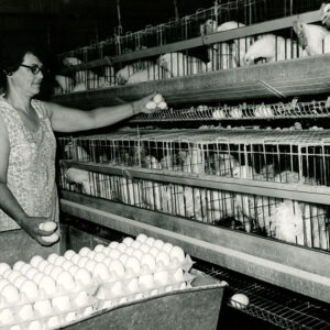 06_28_1971_Mrs._Chester_Jones__4000_hybrid_leghorns_laying_hens_website-839