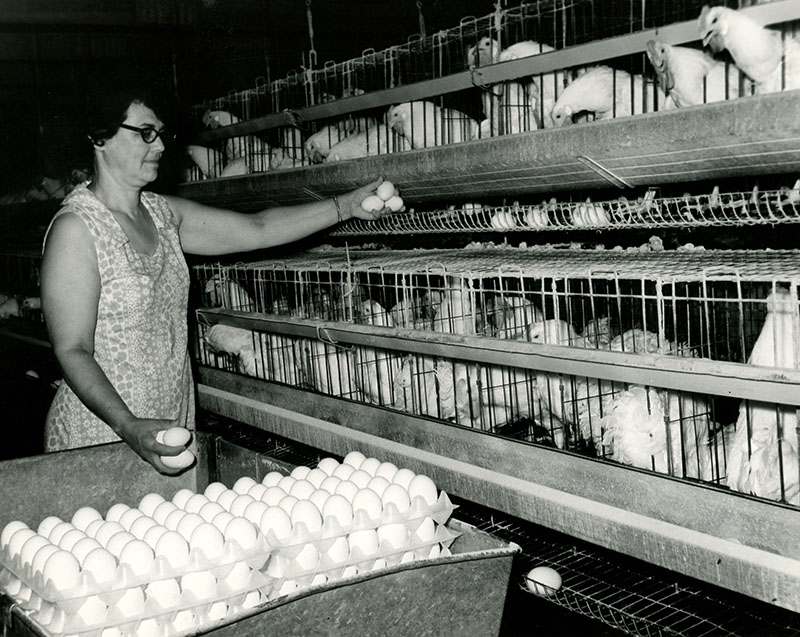 June 28, 1971
Mrs. Chester Jones: 4,000 hybrid leghorns laying hens
Photo ID#: A406