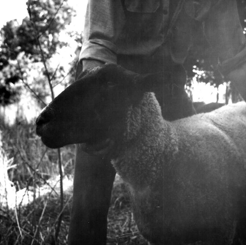 July 1, 1971
Paul McKenney Farm
Photo ID#: A416