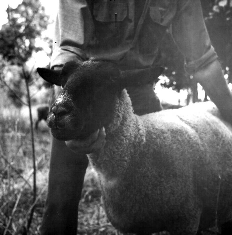 July 1, 1971
Paul McKenny Farm
Photo ID#: A417