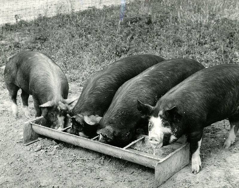 July 1, 1971
Paul and Lee Stoodt-Registered Berkshire Gelts
Photo ID#: A412