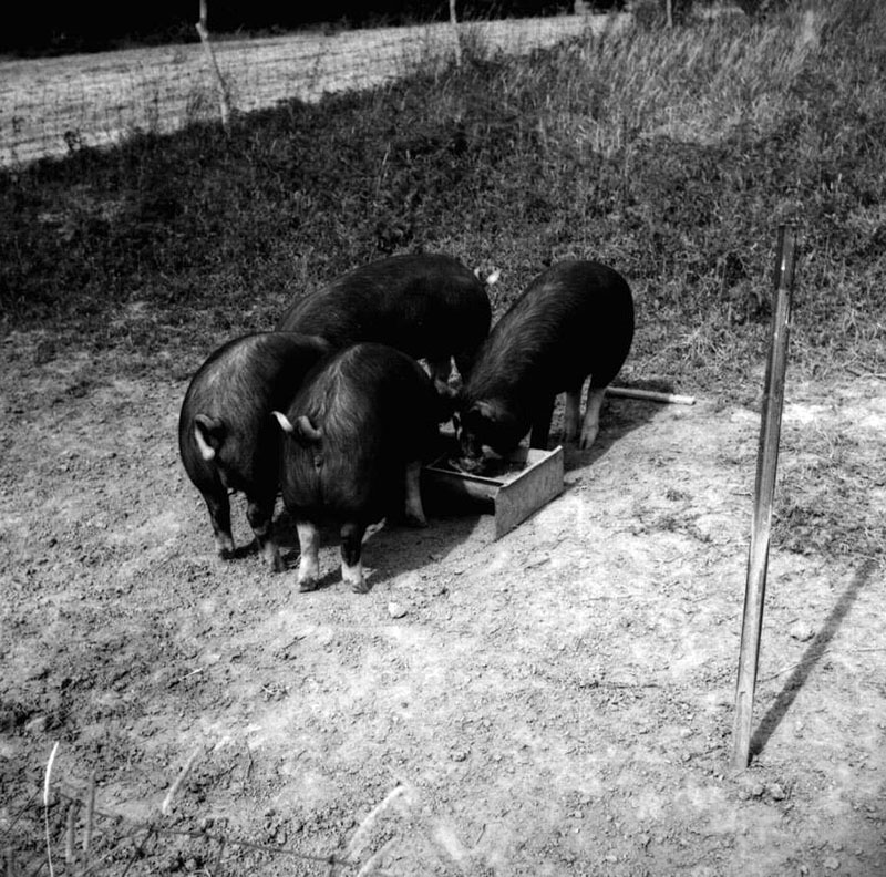 July 1, 1971
Paul and Lee Stoodt-Registered Berkshire Gelts
Photo ID#: A415