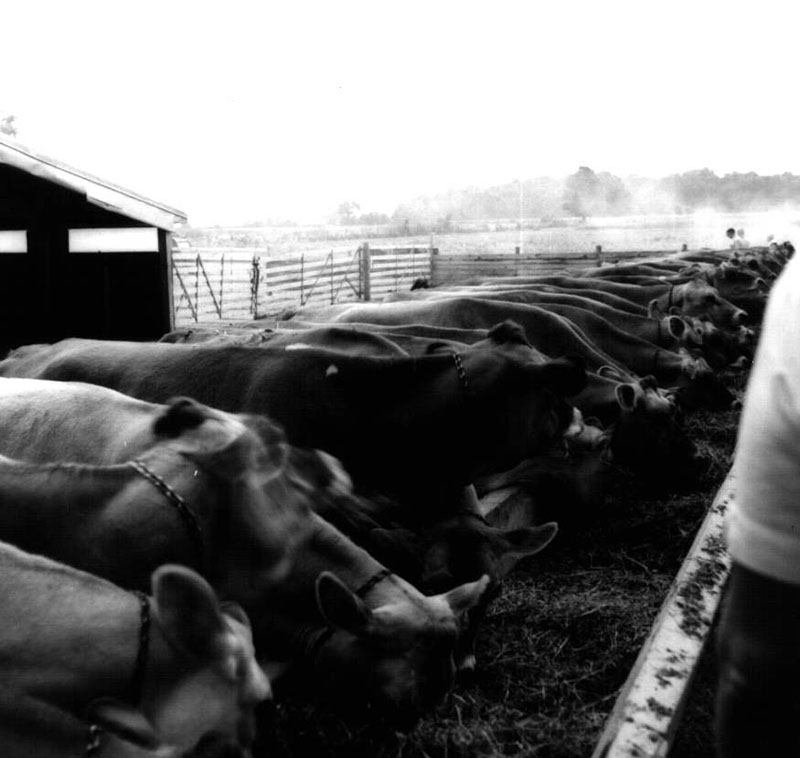 July 1, 1972
Lacky Farm Beef School
Photo ID#: A419