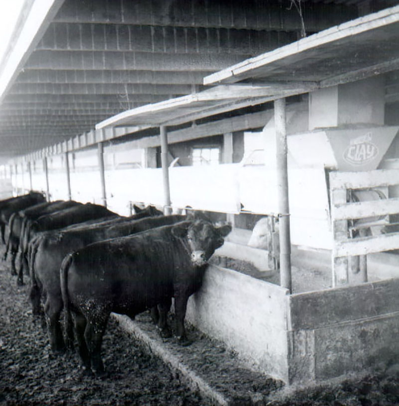 July 3, 1971
Al Schumacher Feeding Operation
Photo ID#: A423