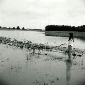 07_05_1969_Bonnie_Mills_observes_corn_underwater_on_Hazel_Brush_Road_east_of_Plymouth_OH_after_July_4_flood_website-5416