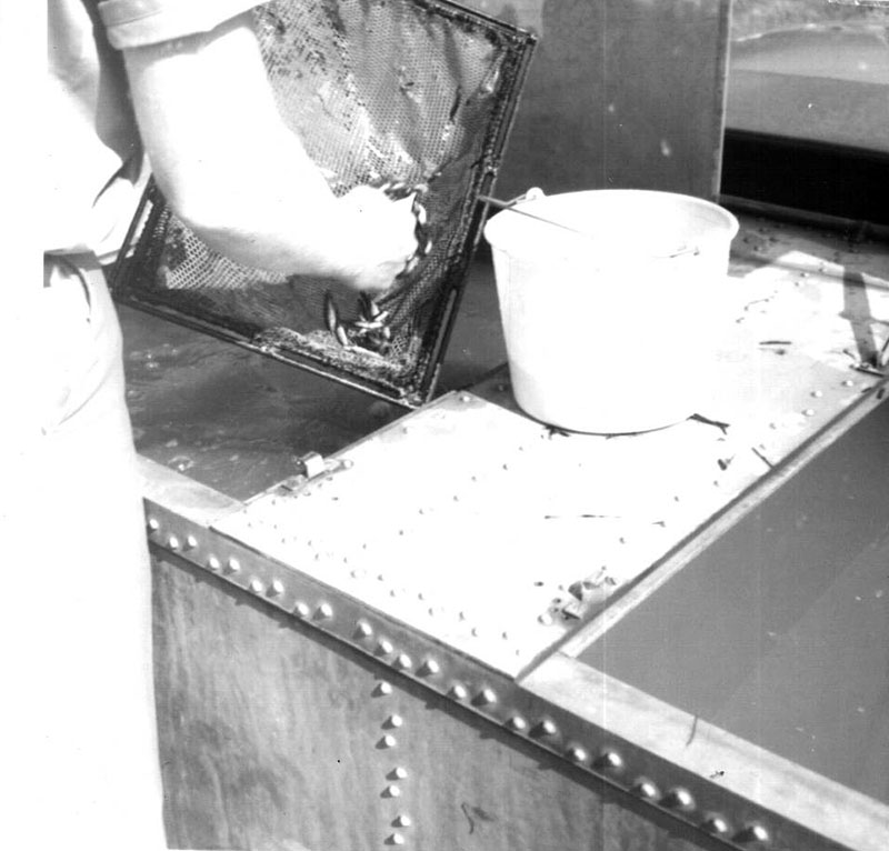 July 7, 1966
Fish Delivery 
Photo ID#: S65