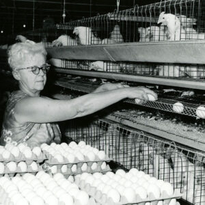 07_07_1972_Mrs._Elmer__Geneva__Snavely_as_she_gathers_eggs_website-864