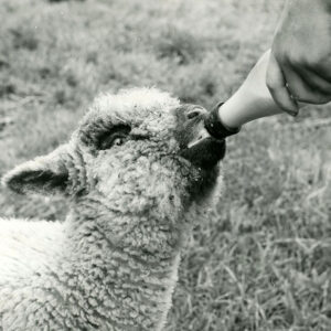 07_10_1971_A_lamb_on_a_bottle_at___farm__Ashtabula_Ohio_website-873