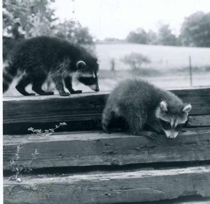 July 10, 1977
Raccoons 
Photo ID#: M26