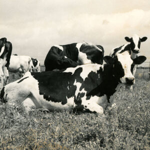 07_12_1958_Paul_Wagner_Cows._Whetsont_township._Crawford_County_website-874
